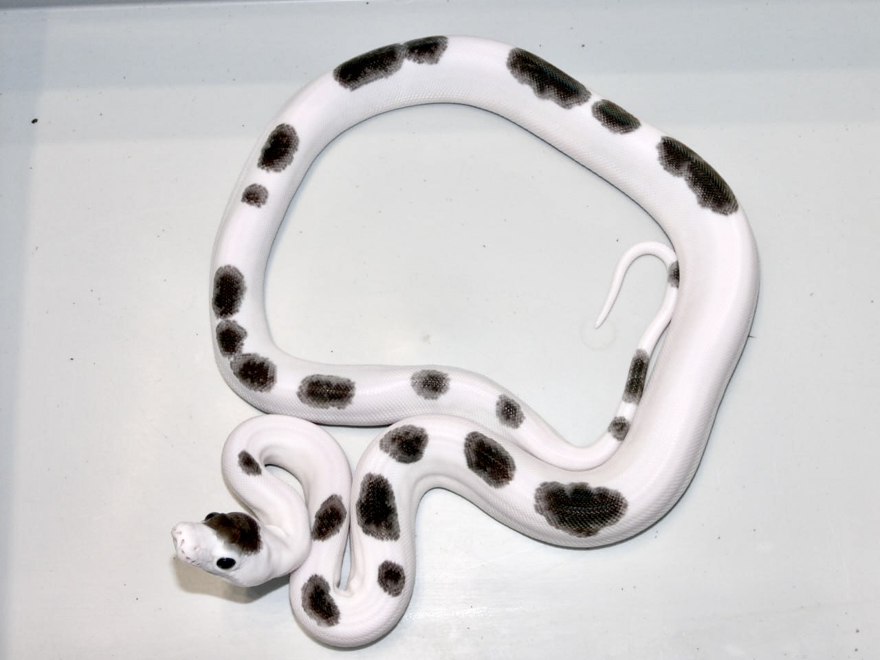 Mona Luna — Reticulated Python